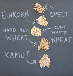 Comparing-Einkorn-and-Grains-2