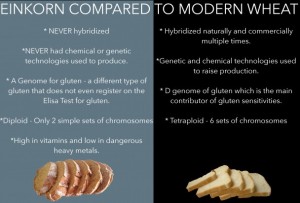 Einkorn-compared-to-modern-wheat-608x412